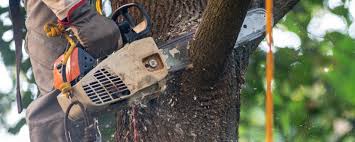  Adelanto, CA Tree Removal Pros