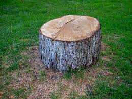 Best Tree and Shrub Care  in Adelanto, CA